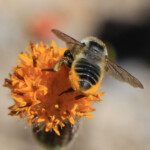 Western Leafcutter (Megachile perihirta)