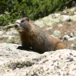 Yellow-bellied Marmot (Marmota flaviventris)