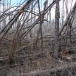 Burned forest blowdown on McKnight Mountain, New Mexico
