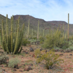 Mesquite Mountains
