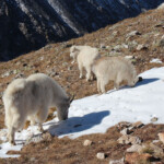 Mountain Goats (Oreamnos americanus)