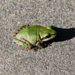 Pacific Chorus Frog (Pseudacris regilla)