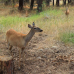 Female Northern Rocky Mountains White-tailed Deer (Odocoileus virginianus)