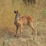Northern Rocky Mountains White-tailed Deer Fawn (Odocoileus virginianus)