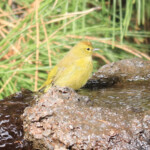 Orange-crowned Warbler (Leiothlypis celata)