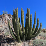 Organ Pipe Cactus (Stenocereus thurberi ssp. thurberi)