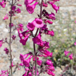 Parry's Beardtongue (Penstemon parryi)