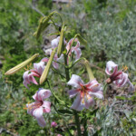 Purple-flowered Washington Lily (Lilium washingtonianum ssp. purpurascens)