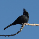 Phainopepla (Phainopepla nitens)
