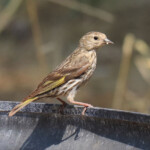 Pine Siskin (Spinus pinus)