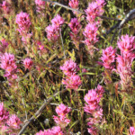 Purple Owl's-Clover (Castilleja exserta var. exserta)