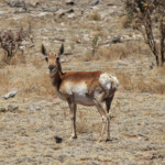 American Pronghorn (Antilocapra americana ssp. americana)