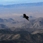 Common Raven (Corvus corax)