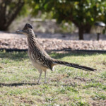 Greater Roadrunner (Geococcyx californianus)