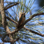 Rufous Hummingbird (Selasphorus rufus)