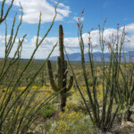 Saguaro (Carnegiea gigantea) and Ocotillo (Fouquieria splendens)