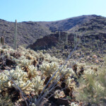 Teddy Bear Cholla on the lower northwest ridge of Sauceda Benchmark
