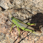 Spotted Bird Grasshopper (Schistocerca lineata)