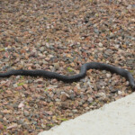Sonoran Coachwhip (Masticophis flagellum ssp. cingulum)