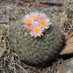 Simpson's Hedgehog Cactus (Pediocactus simpsonii)