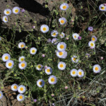 Spreading Fleabane (Erigeron divergens)
