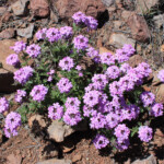 Southwestern Mock Vervain (Glandularia gooddingii)