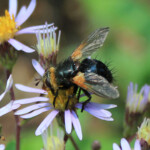 Tachina latianulum (a member of Bristle Flies)