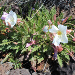 Tufted Evening Primrose (Oenothera cespitosa ssp. marginata)