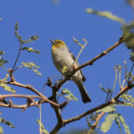 Verdin (Auriparus flaviceps)
