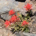 Applegate's Indian Paintbrush (Castilleja applegatei var. applegatei)