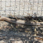 Western Diamond-backed Rattlesnake (Crotalus atrox)