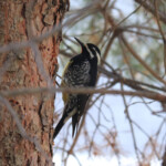 Williamson's Sapsucker (Sphyrapicus thyroideus)