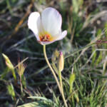 Winding Mariposa Lily (Calochortus flexuosus)