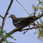 White-winged Dove (Zenaida asiatica)