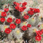 Yavapai Hedgehog Cactus (Echinocereus yavapaiensis)