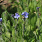 American Alpine Speedwell (Veronica wormskjoldii)