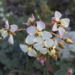 Browneyes (Chylismia claviformis)