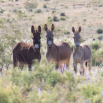 Feral Donkeys (Equus asinus)