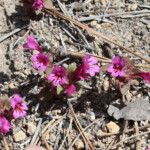 Cascade Monkeyflower (Diplacus cascadensis)