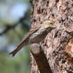 Female Cassin's Finch (Haemorhous cassinii)