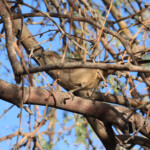 Curve-billed Thrasher (Toxostoma curvirostre)