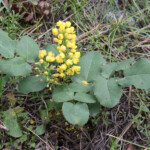 Creeping Mahonia (Berberis repens)