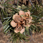 Colorado Pinyon (Pinus edulis)