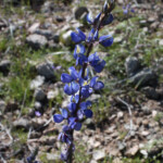 Coulter's Lupine (Lupinus sparsiflorus)