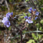 Distant Phacelia (Phacelia distans)