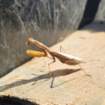 European Mantis (Mantis religiosa)