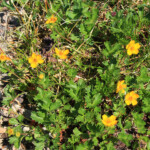 Fan-Foil (Potentilla flabellifolia)