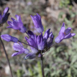 Few-flowered Bluedicks (Dipterostemon capitatus ssp. pauciflorus)