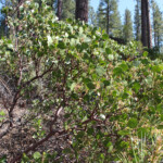 Greenleaf Manzanita (Arctostaphylos patula)