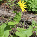 Heartleaf Arnica (Arnica cordifolia)